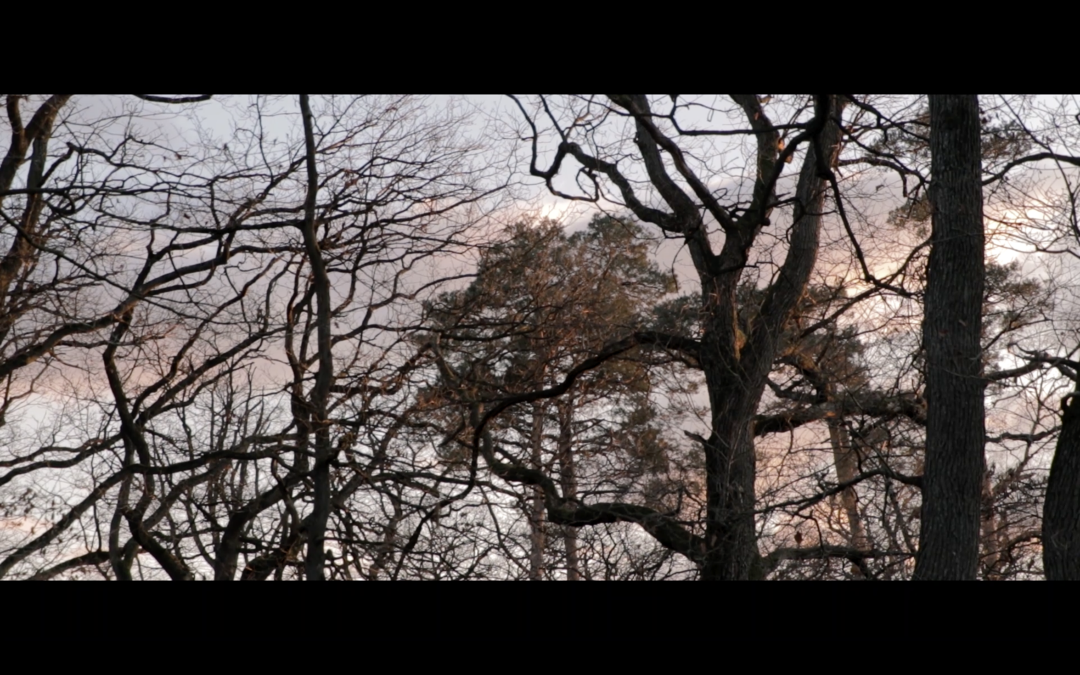 Photographie de la forêt, extrait du projet “Coming Home”
